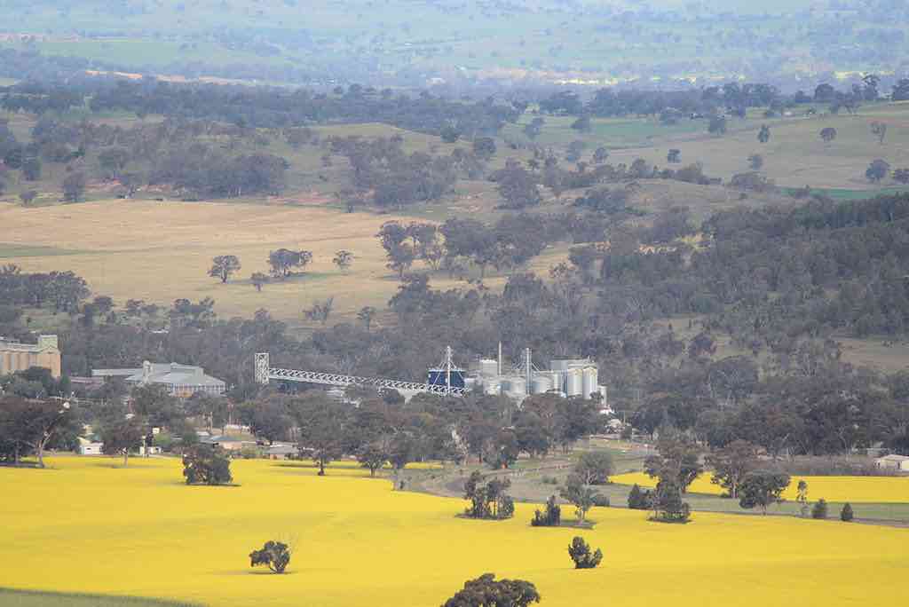 Canola oil processing to be powered with bioenergy RenewEconomy