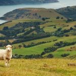 New Zealand Landscape sheep emissions ETS - optimised