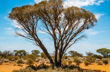 Researchers at The Australian National University have detailed flaws in Australia's government-backed carbon offset regime.