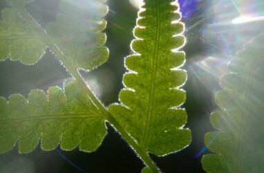 sunlight plant photosynthesis