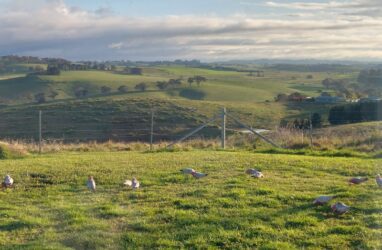 New NSW wind farm sends first bursts of power sent to the grid