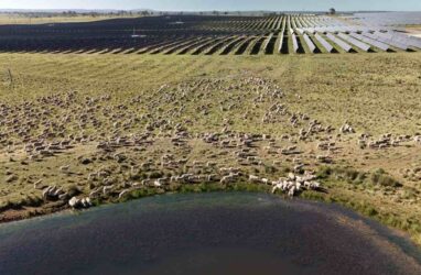 new england solar farm sheep